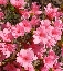 Azalia japońska (Rhododendron japonicum) Blaauw